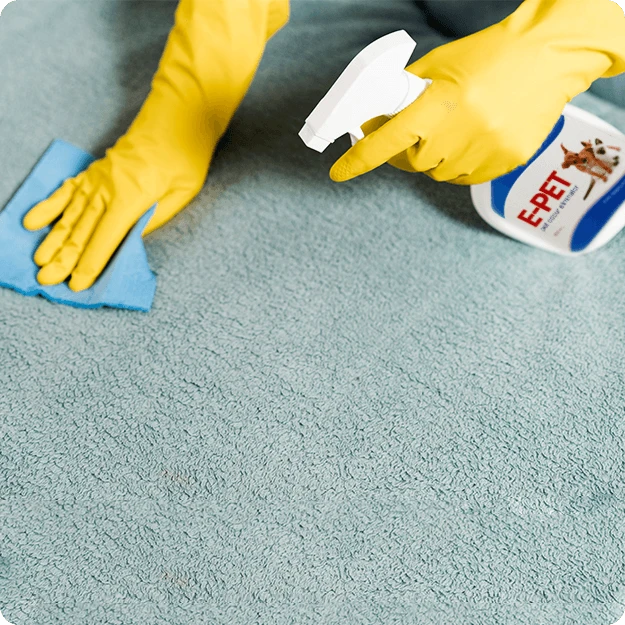 Cleaning The Carpet Using E Pet An Pet Odour Eliminator