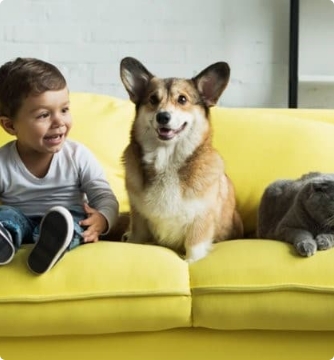 Boy Toddler Corgi And Gray British Shorthair Cat Sitting On Yellow Couch