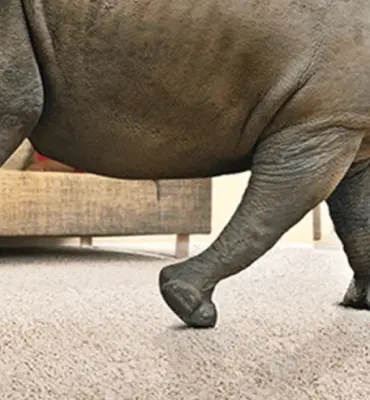 what is corn rhino carpet