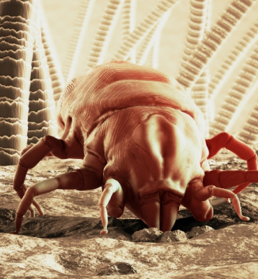 how to get ride of dust mites in your home