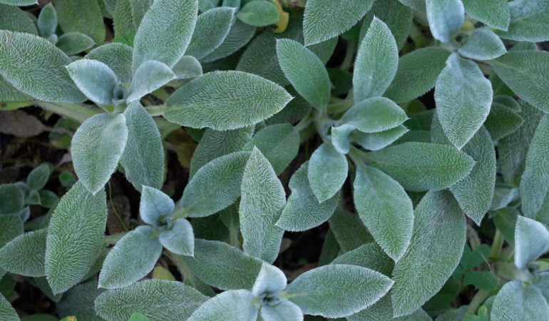 succulents that look like green beans Crassula Congesta Green Beans - Chubby Succulent Plant and Care Guide