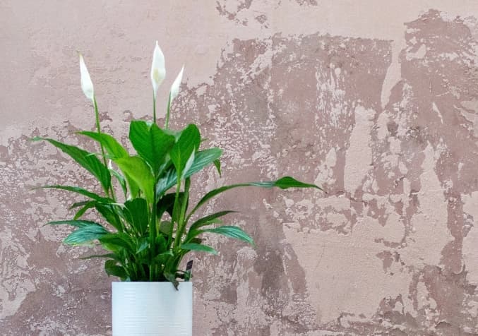 Say Goodbye to Hay Fever with Indoor Plant Allies - Electrodry Blogs