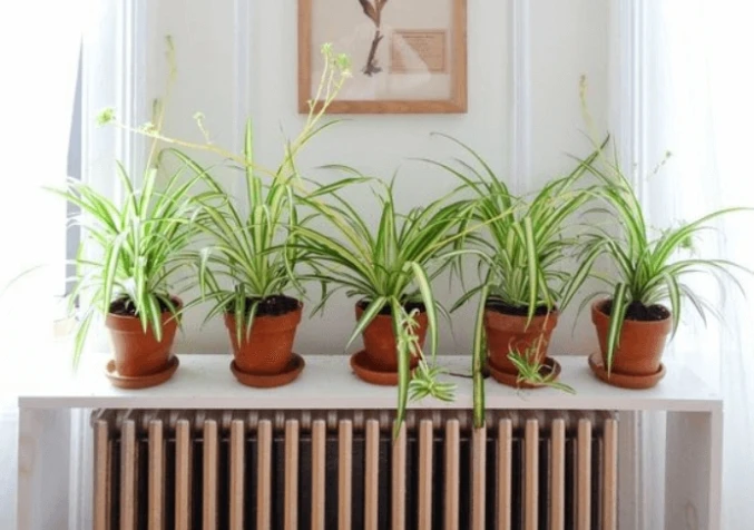 spider plants indoor